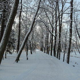 В Дворцовом парке январский мороз...